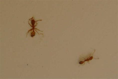 家中 突然出現很多 小 螞蟻 細長眼面相